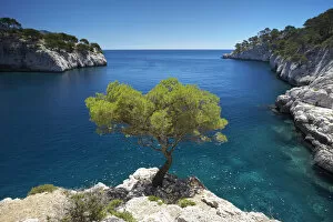 Mediterranean Collection: Lone Pine Tree, Les Calanques, Cassis, Provence, France
