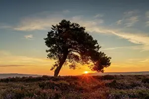 Heather Prints: Lone Pine Tree at Sunrise, North Yorkshire Moors National Park, Yorkshire, England
