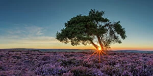 Images Dated 1st March 2023: Lone Pinetree in Heather at Sunset, North Yorkshire Moors, England
