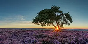Bloom Prints: Lone Pinetree in Heather at Sunset, North Yorkshire Moors, England