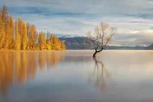 Lone Tree Prints: The lone tree on a beautiful autumnal morning on Lake Wanaka