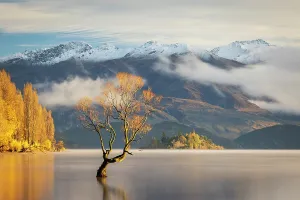 Lone Tree Prints: The lone tree on a beautiful autumnal morning on Lake Wanaka