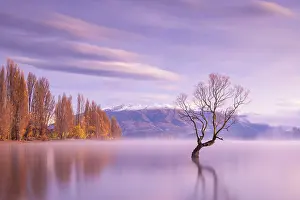 Beautiful Prints: The lone tree on a beautiful autumnal morning on Lake Wanaka