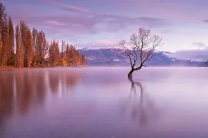 Beautiful Prints: The lone tree on a beautiful autumnal morning on Lake Wanaka