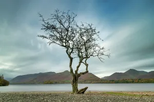 Lone Tree Prints: Lone Tree, Derwent Water, Keswick, Lake District National Park, Cumbria, England