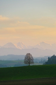 Eiger Prints: Lone tree with Eiger, Monch, Jungfrau behind, Emmental, Berner Oberland, Switzerland