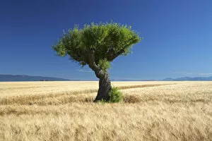 Vast Collection: Lone Tree in Field of Barley, near Valensole, Alpes de Haute, Provence, France