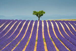 Lavander Collection: Lone Tree in Field of Lavender, Provence, France