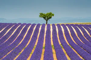 Blossoms Prints: Lone Tree in Field of Lavender, Provence, France