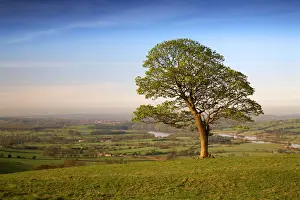 Isolate Prints: Lone Tree in Field, near The Roaches, Peak District National Park, Derbyshire, England