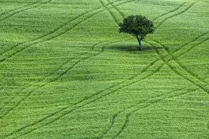 Images Dated 14th May 2018: Lone Tree in Field of Wheat, Tuscany, Italy
