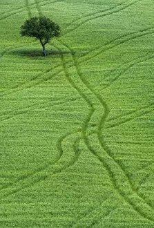 Green Gallery: Lone Tree in Field of Wheat, Tuscany, Italy