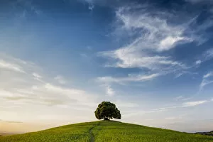 Farm Collection: Lone Tree on Hill, Tuscany, Italy