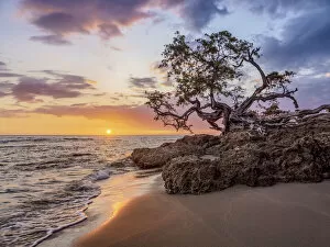 Images Dated 29th June 2020: Lone Tree by the Jack Sprat Beach at sunset, Treasure Beach, Saint Elizabeth Parish