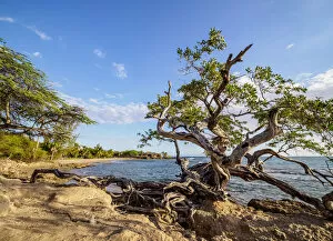 Lone Tree by the Jack Sprat Beach, Treasure Beach, Saint Elizabeth Parish, Jamaica
