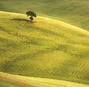 Tuscany Collection: Lone Tree in Landscape, near Pienza, Tuscany, Italy