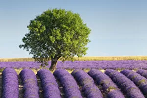 Lone tree in Lavender field (Lavendula augustifolia), Valensole, Plateau de Valensole, Alpes-de-Haute-Provence