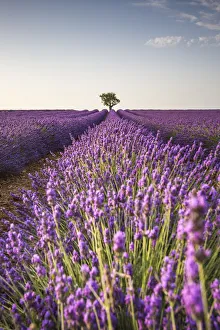 Lone tree in a lavender field. Plateau de Valensole, Alpes-de-Haute-Provence