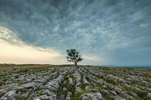 Cloud Gallery: Lone Tree on Limestone Pavement, Malham, Yorkshire Dales, England