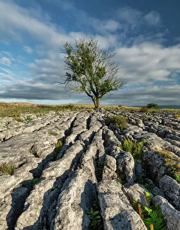 Yorkshire Prints: Lone Tree on Limestone Pavement, Malham, Yorkshire Dales National Park, England