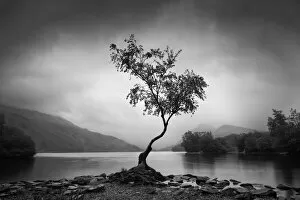 Images Dated 11th August 2021: Lone Tree, Llyn Padarn, Gwynedd, Wales