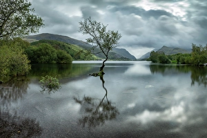 Lone tree at Llyn Padarn in Llanberis, Snowdonia National Park, Wales, UK
