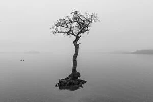 Black And White Collection: Lone Tree on Loch Lomond, Milarrochy Bay, Stirlingshire, Scotland