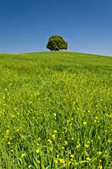 Solitary Prints: Lone Tree in Meadow, Tuscany, Italy