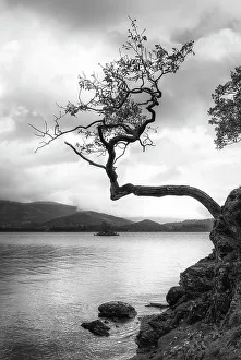 Lake District Prints: Lone tree, Otterbield Bay, Derwentwater, Cumbria, England