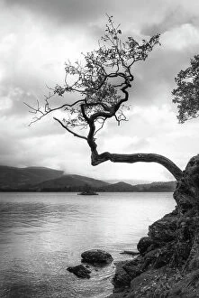 B And W Collection: Lone tree, Otterbield Bay, Derwentwater, Cumbria, England
