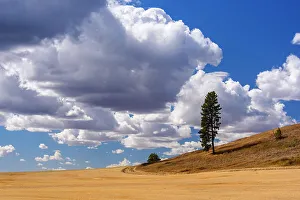 Harvest Prints: Lone tree overlooking agriultural terrain, south of Spokane US 195, Washington, USA