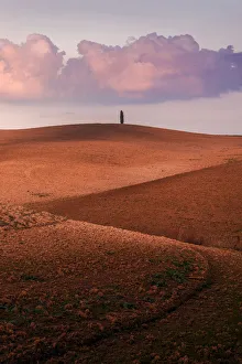 Lone tree with rolling hills in autumn at sunset, Val d Orcia, Tuscany, Italy