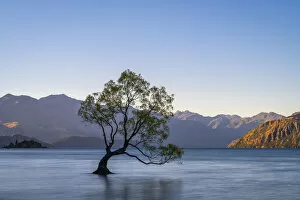 Images Dated 26th November 2019: Lone tree in Roys Bay on Wanaka Lake against clear sky during sunset, Wanaka