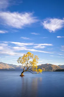 Images Dated 26th November 2019: Lone tree in Roys Bay on Wanaka Lake against sky during sunrise, Wanaka
