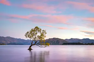 Loneliness Prints: Lone tree in Roys Bay on Wanaka Lake against sky at sunrise, Wanaka