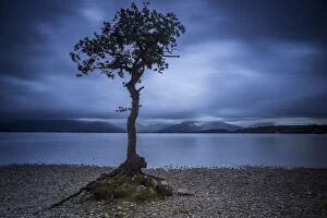 Alba Gallery: Lone tree on shore at Milarrochy Bay against cloudy sky during dusk, Loch Lomond