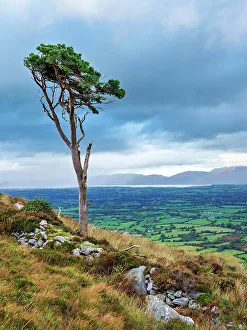 Loneliness Prints: Lone Tree at the slope of the Strickeen Mountain, Ballagh, County Kerry, Ireland