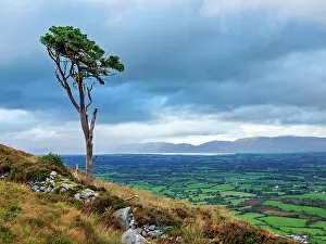 Images Dated 31st March 2023: Lone Tree at the slope of the Strickeen Mountain, Ballagh, County Kerry, Ireland