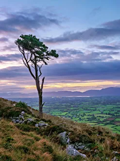 Loneliness Prints: Lone Tree at the slope of the Strickeen Mountain at dusk, Ballagh, County Kerry, Ireland