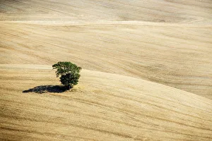 High Prints: Lone tree after the summer harvest, Val d Orcia, Tuscany, Italy