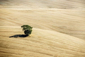 Lone Collection: Lone tree after the summer harvest, Val d Orcia, Tuscany, Italy