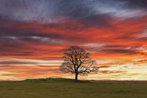 Skies Prints: Lone Tree at Sunset, near Earl Sterndale, Peak District National Park, Derbyshire, England