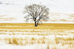 Carvings Prints: Lone tree in winter meadow