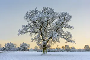 Lone Tree Prints: Lone Tree in Winter, Norfolk, England