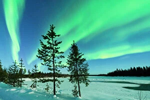 Climate Collection: Lone trees in the frozen snowy landscape under the bright green lights of Aurora Borealis