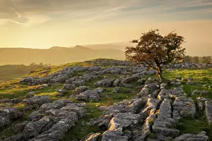 October Prints: Lone windswept hawthorn tree on a limestone pavement at Winskill Stones