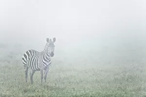 Lone Collection: Lone Zebra (Equus quagga) on misty morning, Serengeti National Park, Tanzania