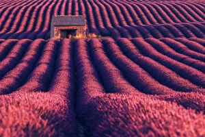 A lonely abandoned farmhouse in the middle of lavenders fields, Provence, France