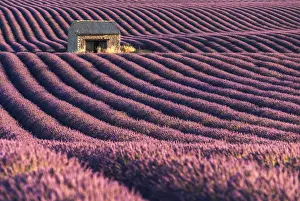 A lonely abandoned farmhouse in the middle of lavenders fields, Provence, France