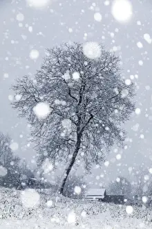 Snowflake Prints: Lonely bare tree under a snowfall, San Gregorio nelle Alpi, Belluno, Veneto, Italy